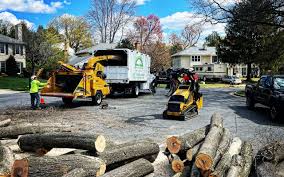 Best Palm Tree Trimming  in Fountainhead Orchard Hills, MD