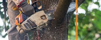 Best Arborist Consultation Services  in Fountainhead Orchard Hills, MD