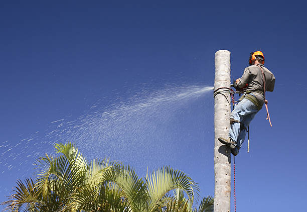 Best Tree Removal  in Fountainhead Orchard Hills, MD