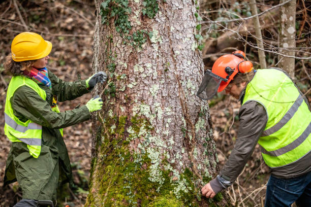 How Our Tree Care Process Works  in  Fountainhead Orchard Hills, MD