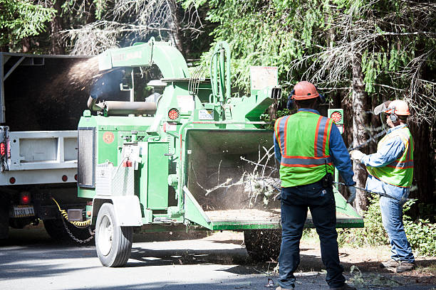 Best Storm Damage Tree Cleanup  in Fountainhead Orchard Hills, MD