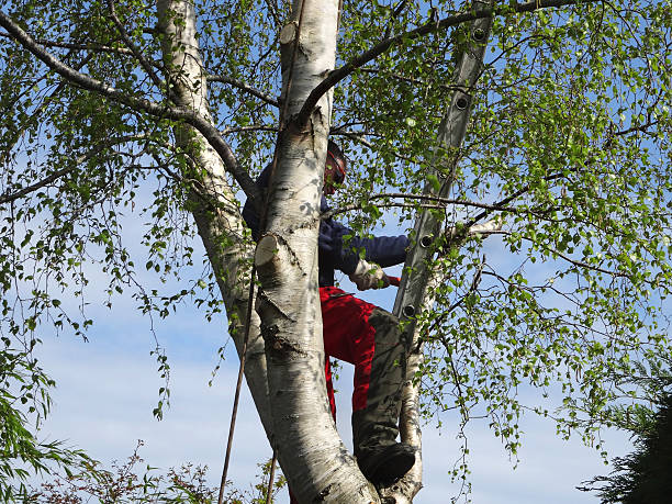 Seasonal Cleanup (Spring/Fall) in Fountainhead Orchard Hills, MD