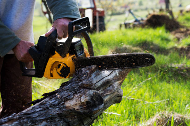 Trusted Fountainhead Orchard Hills, MD Tree Services Experts