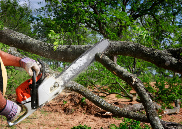 Best Tree Risk Assessment  in Fountainhead Orchard Hills, MD